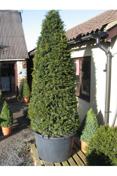 Тис ягідний Топіар Конус фото